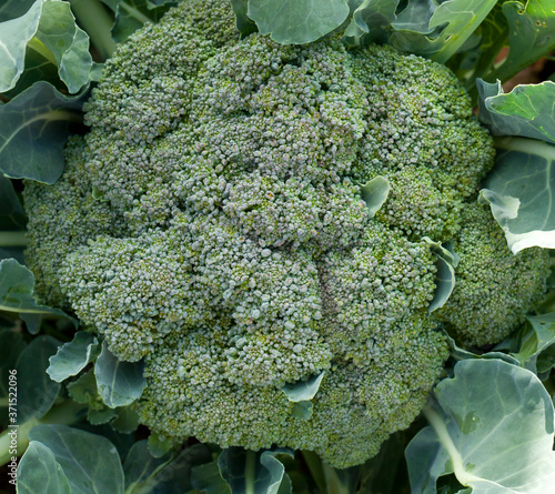 broccoli in the garden