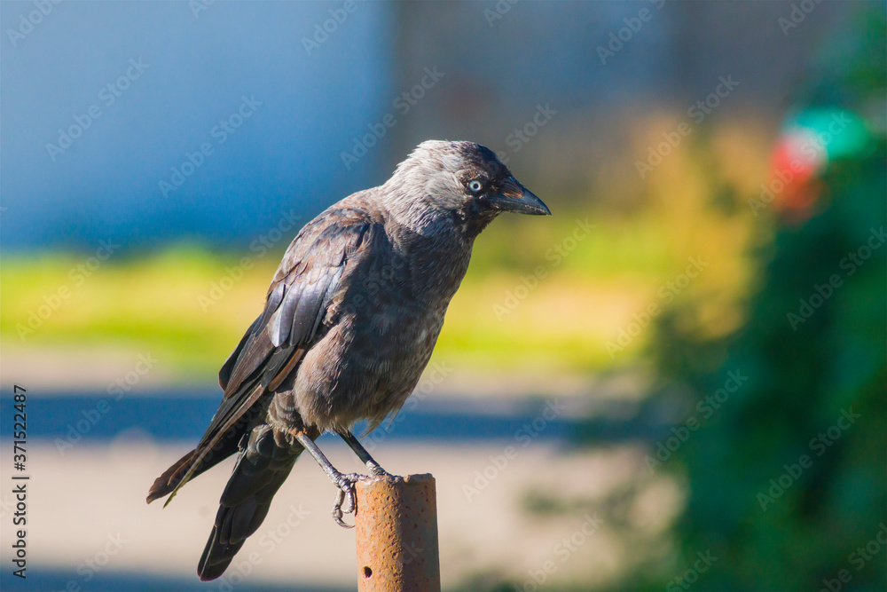 The western jackdaw (Coloeus monedula), European jackdaw, black bird in the crow family, sitting on a pole on a colored background, animals, nature