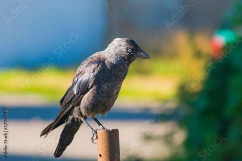 Obraz na płótnie The western jackdaw (Coloeus monedula), European jackdaw, black bird in the crow family, sitting on a pole on a colored background, animals, nature w salonie