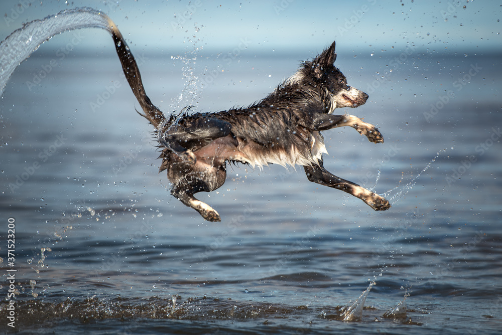 happy border collie dog jumping into the sea with a lot of splashes and waterdrops, summer activities for dog