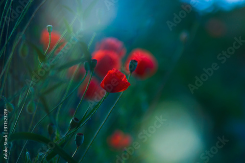 Red wild poppies among grass, red flowers on a blue background, nature, beauty, macro, closeup