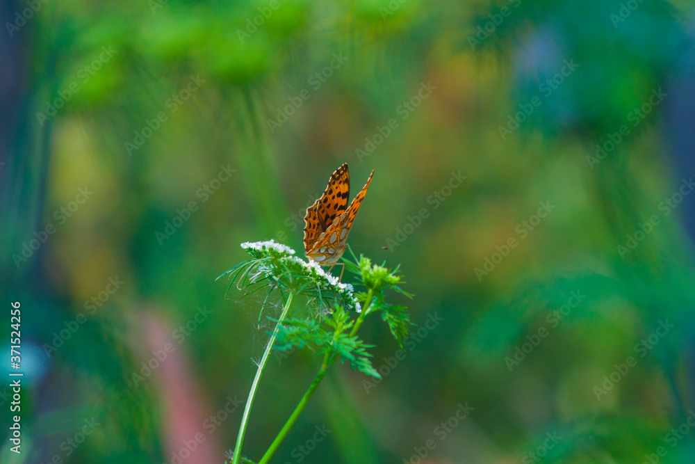 Queen of Spain fritillary, Issoria lathonia, a butterfly of the family Nymphalidae, insect, wings, summer, nature, yellow-orange