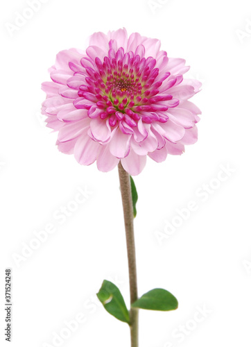 Single chrysanthemum flower head isolated on white