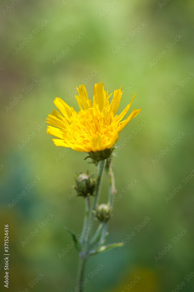 Hieracium lachenalii - Flower and Buds