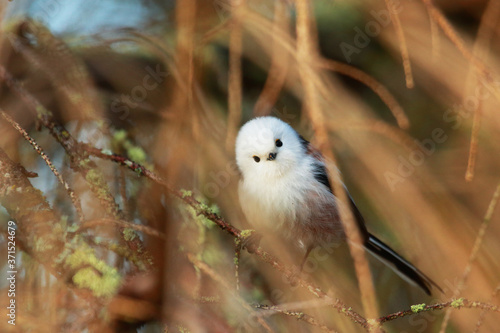 A curious and supercute small European songbird Long-tailed tit, Aegithalos caudatus in autumn, Estonia.  photo