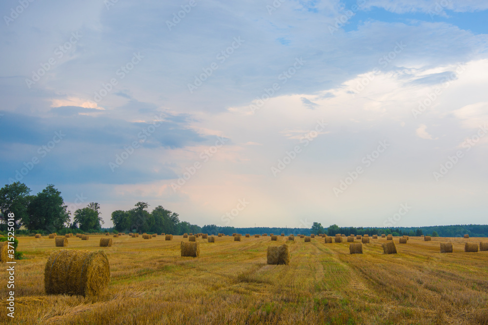 Storm rain over the field village field dark blue clouds against the setting sun trees and mowed corn rolled up into bundles