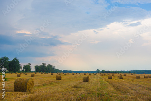 Obraz na płótnie Storm rain over the field village field dark blue clouds against the setting sun trees and mowed corn rolled up into bundles w salonie