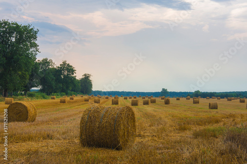 Obraz na płótnie Rural landscape, mown grain field, haystacks rolled into rolls, countryside, agriculture, fields, nature w salonie