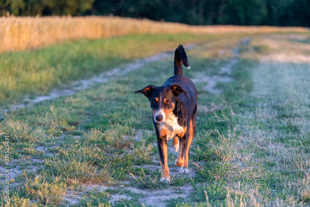 Appenzeller Sennenhund, Dog sitting in a grassy field at sunset Appenzeller Sennenhund, Dog sitting in a grassy field at sunset