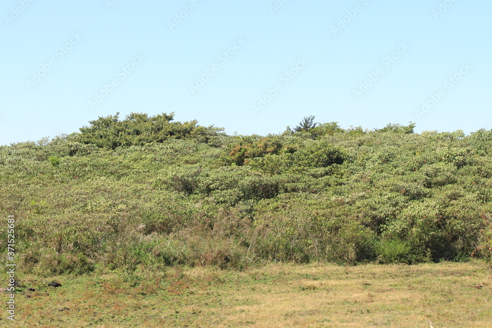 landscape with trees