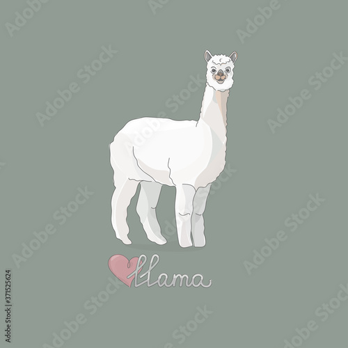 Vector illustration of a llama or alpaca in full growth. Animal and text. Cartoon style pastel colors. For design, postcards, packaging.