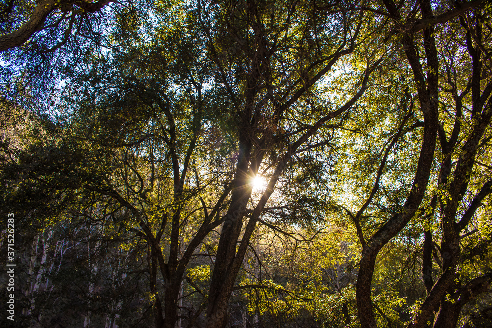 Sunlight Rays Peek through the California Native Oak Trees at Switzer Falls in the Angeles National Forest outside of Los Angeles, California, USA Sunlight Rays Peek through the California Native Oak Trees at Switzer Falls in the Angeles National Forest outside of Los Angeles, California, USA