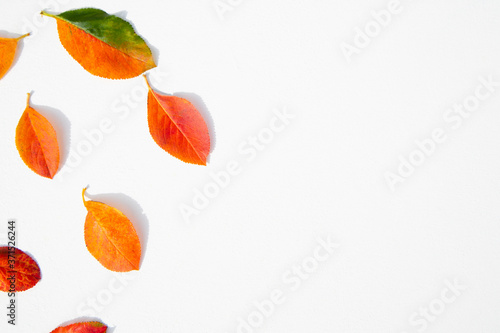 Multicolored autumn leaves on a white background with space for text Poster, banner, advertisement. photo