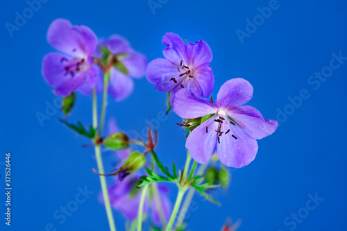Fototapeta Naklejka Na Ścianę i Meble -  Geranium pratense (Meadow geranium) blooming plant on a blue background.