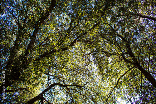 Light Filters through a Canopy of Beautiful California Native Oak Trees at Switzer Falls in the Angeles National Forest outside of Los Angeles, California, USA