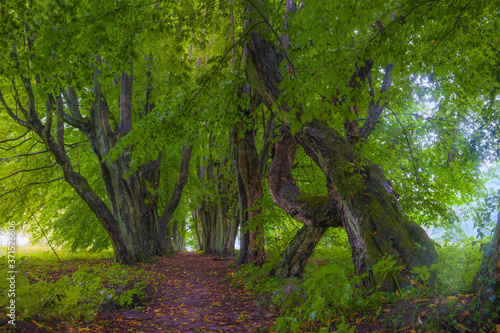 Obraz na płótnie Landscape, path in the old forest, greenery, big trees, nature, tangled trunks and branches, summer, bark w salonie