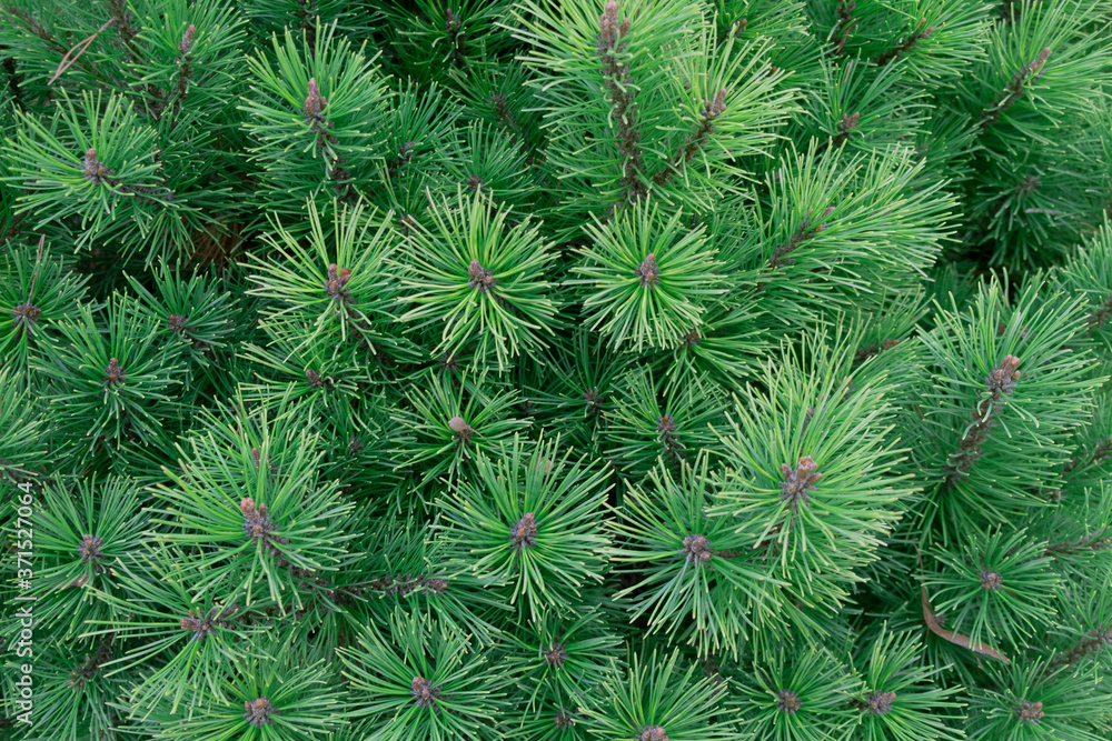 green young spruce. needles ate as a texture. green young spruce. needles ate as a texture.