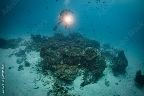 Fototapeta Naklejka Na Ścianę i Meble -  Scuba diver explore a coral reef with 
flashlight.