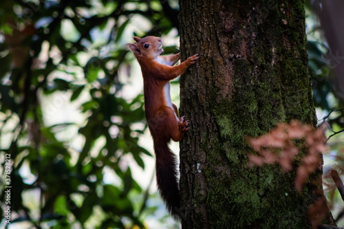 Una ardilla trepa al tronco de un árbol con una avellana en la boca para comérsela en las alturas donde nadie puede robársela. © iabegega