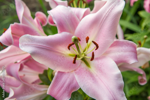 Pink lily flower blooming in close up 