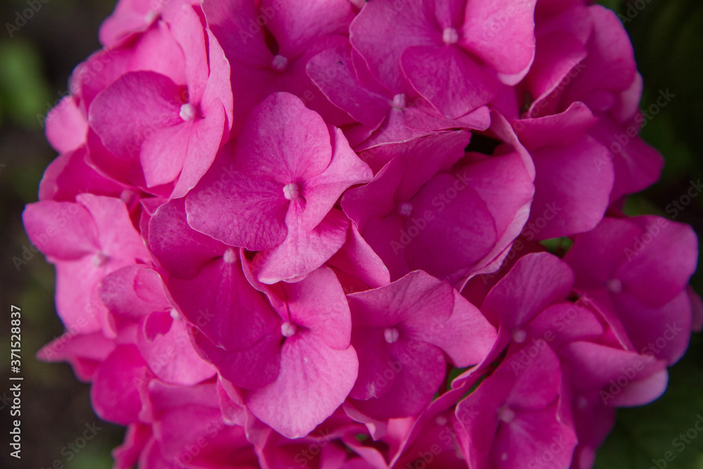Hydrangea pink flowers in close up Hydrangea pink flowers in close up