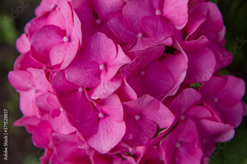 Hydrangea pink flowers in close up © teine