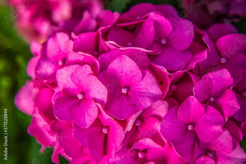Fototapeta Naklejka Na Ścianę i Meble -  Hydrangea pink flowers in close up