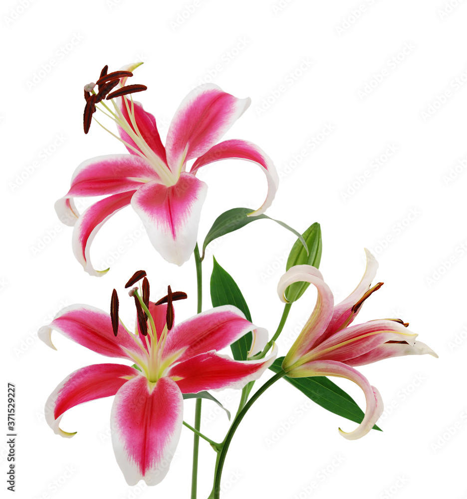 Beautiful Lily flowers on white