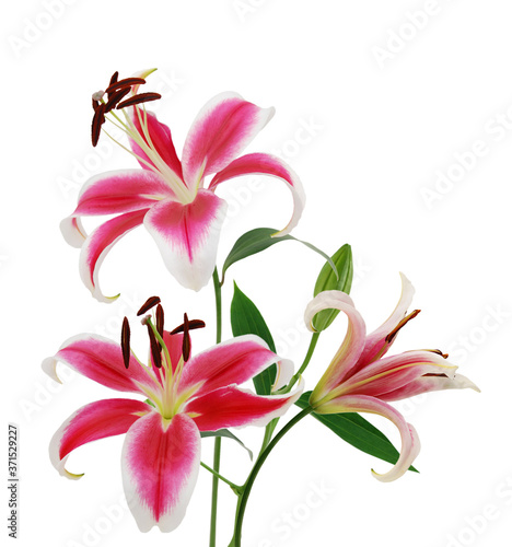 Beautiful Lily flowers on white