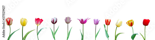 colorful tulips on white