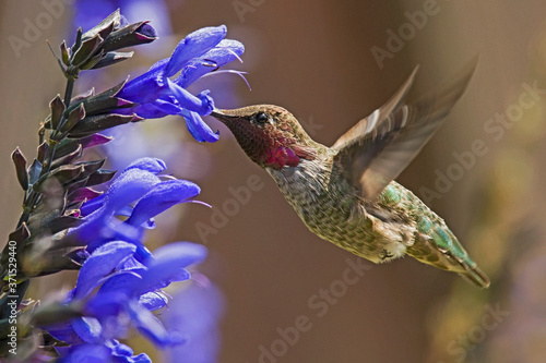 Anna's Hummingbird Male feeding on Purple sage flowers
