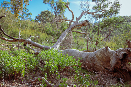 fallen tree in australian bush land