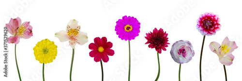 Assorted colorful spring flowers isolated white