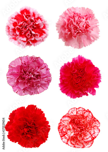 A set of carnation flowers © ImagesMy