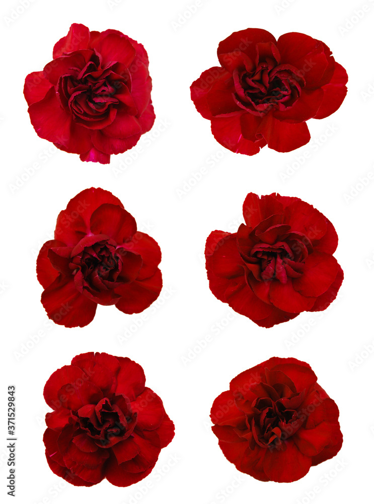 A set of carnation flowers