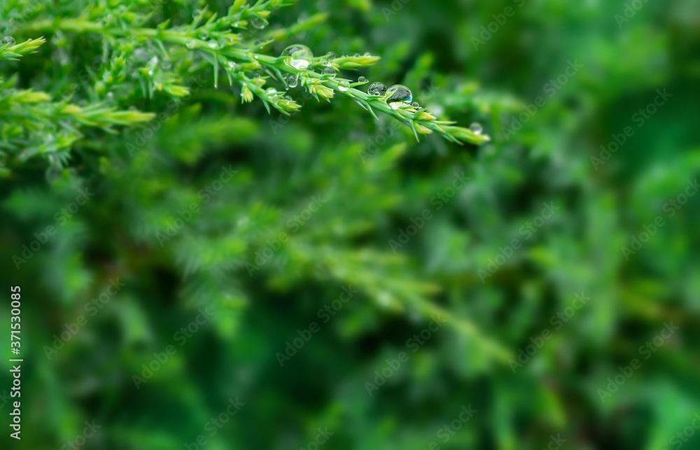 Green juniper branch with pure rain drop and blurred background with copy space for graphic material, wallpaper and backdrop. Ecology concept. Macro.