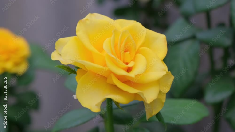 yellow rose in natural surroundings. rotate the camera. slow motion yellow rose in natural surroundings. rotate the camera. slow motion