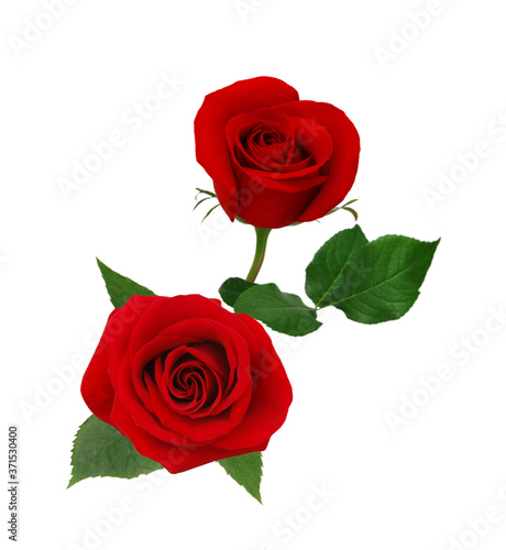 Two red rose. Isolated on white background.