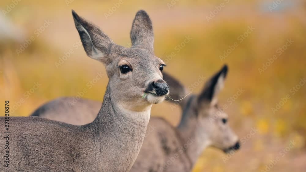 Cute reindeers on autumn sunny day. Slow motion view on beautiful deers on the meadow with yellow background. Reindeers chewing grass. Beautiful wild animal with big eyes and long ears. Wildlife USA Cute reindeers on autumn sunny day. Slow motion view on beautiful deers on the meadow with yellow background. Reindeers chewing grass. Beautiful wild animal with big eyes and long ears. Wildlife USA