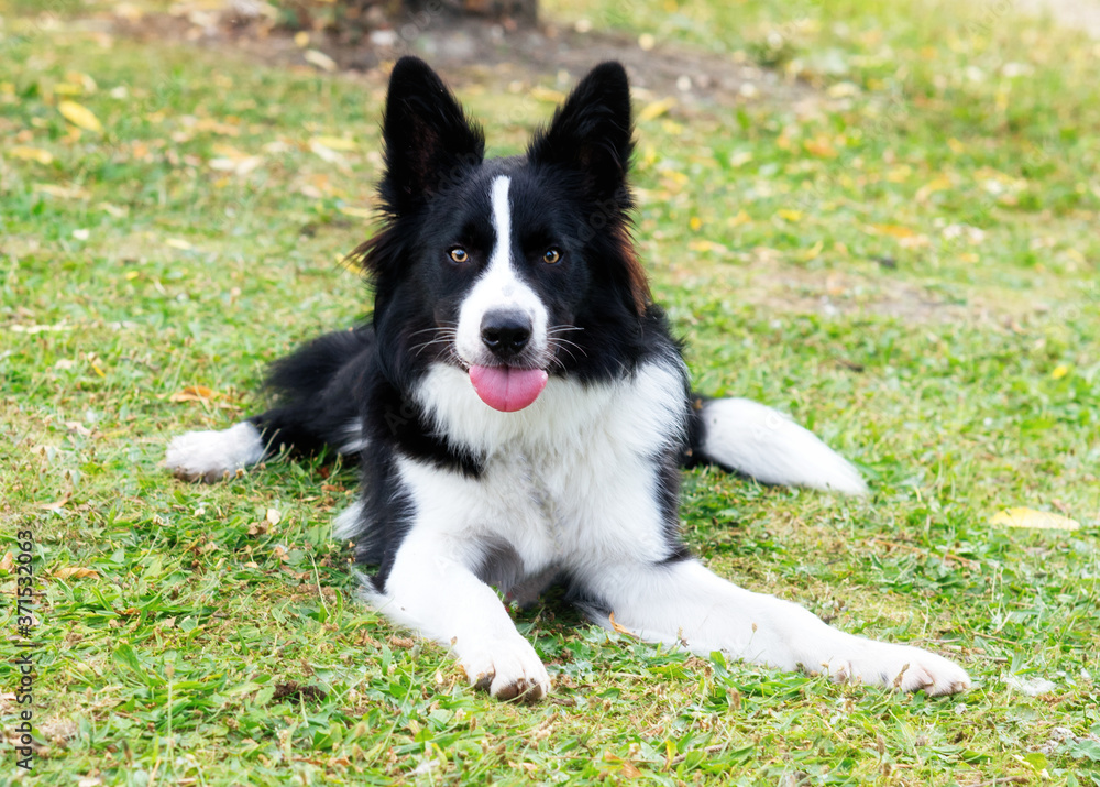 Black and white collie plaing and jumping on the grass