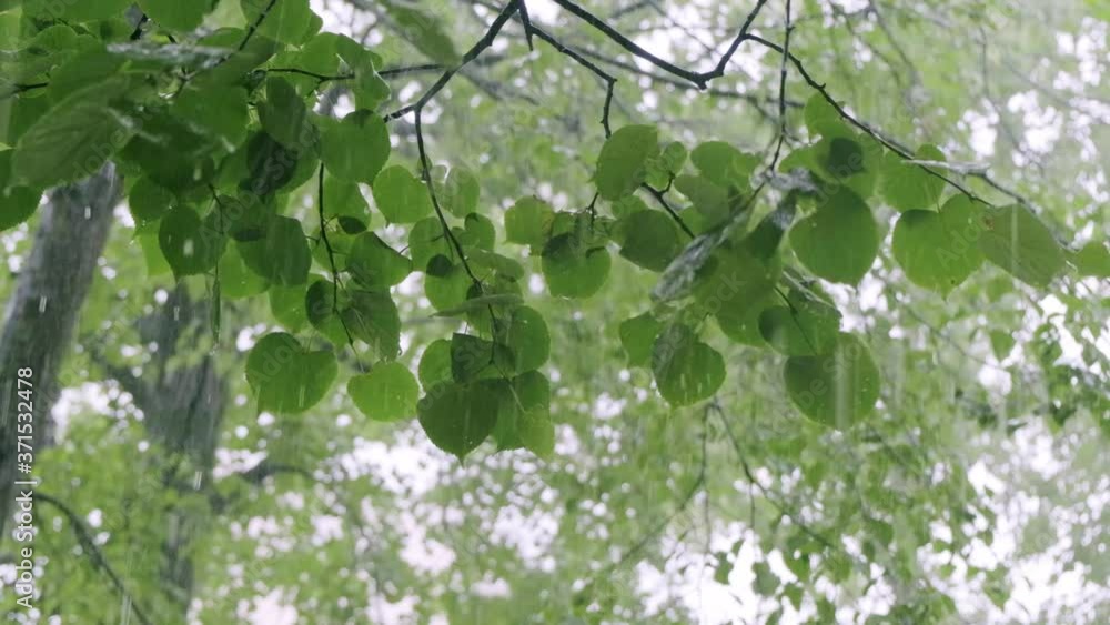 Rain drops falling from green leaves in slow motion. Natural background. Rain drops falling from green leaves in slow motion. Natural background.