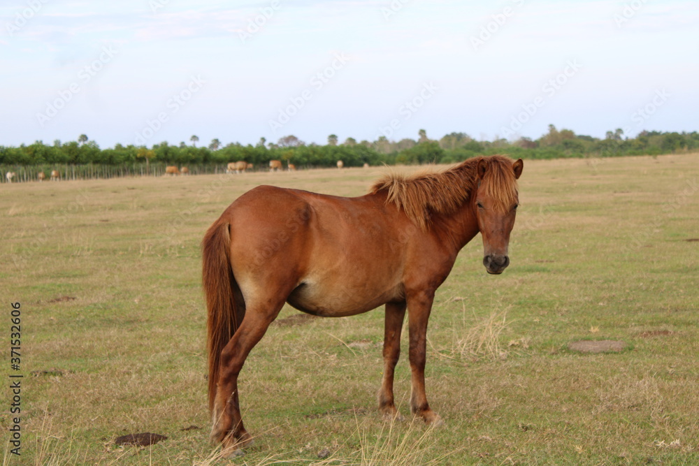 brown horse is looking for food in the savanna. the horse is eating grass. brown horse is looking for food in the savanna. the horse is eating grass.