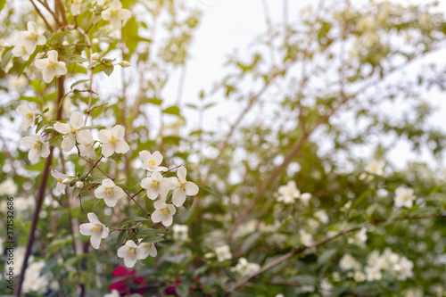 Jasmine spring flowers. Close up of jasmine flowers in a garden