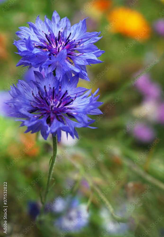 Cornflower or bachelor's button flower in a thicket of bushes in summer. Cornflower or bachelor's button flower in a thicket of bushes in summer.
