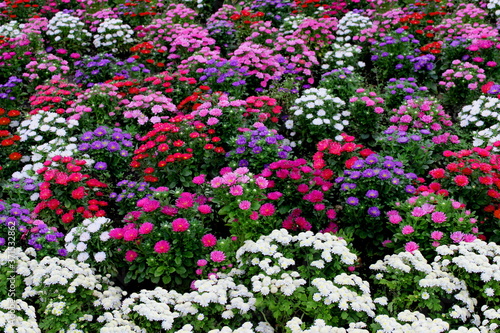 White, pink, violet or purple chrysanthemum plants in flower shop. Bushes of burgundy chrysanthemums garden or park outdoor. Chrysanthemum flower with leaves pattern colorful floral background as card