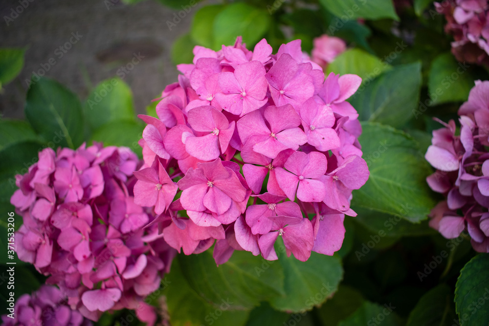 Pink hydrangea. Hydrangea inflorescences. Green background.  Flowering hortensia plant with leaves