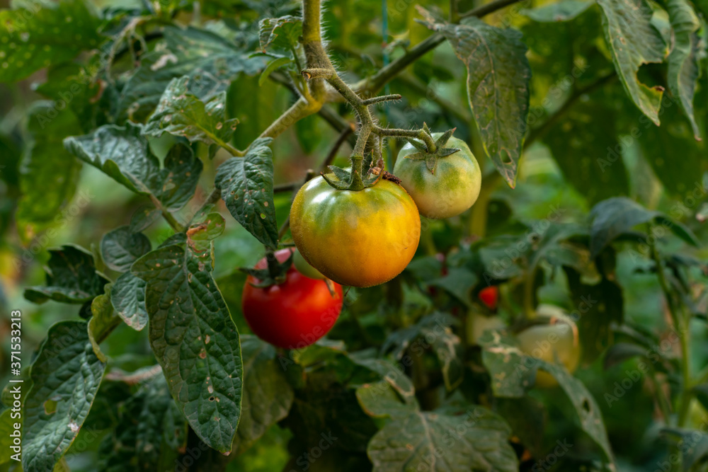 Fresh red ripe tomatoes hanging on the vine plant growing in organic garden. Ripe Tomatoes In A Greenhouse Fresh red ripe tomatoes hanging on the vine plant growing in organic garden. Ripe Tomatoes In A Greenhouse