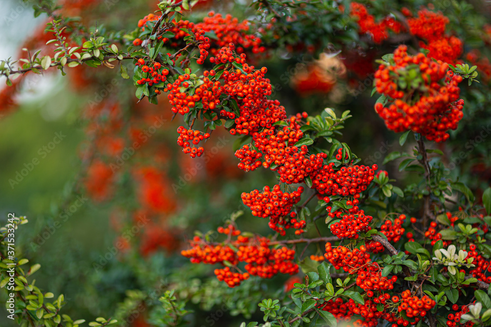 orange berry, clusters of juicy Rowan
