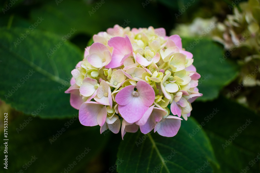 Delicate pink hydrangea. Hydrangea inflorescences. Green background. Flowering hortensia plant with leaves Delicate pink hydrangea. Hydrangea inflorescences. Green background. Flowering hortensia plant with leaves