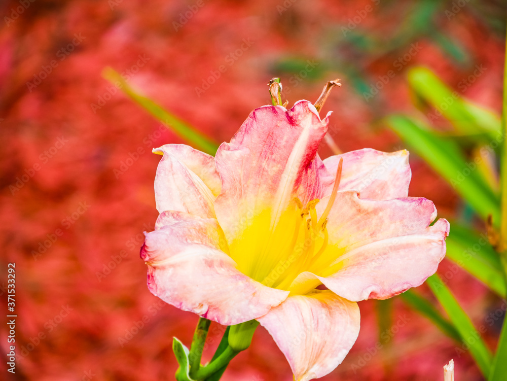 Fototapeta premium There's nothing like a pretty flower